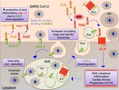 Mechanistic and Therapeutic Implications of Extracellular Vesicles as a Potential Link Between Covid-19 and Cardiovascular Disease Manifestations